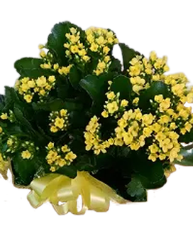 FJ Kalanchoe Plant Flower Arrangement