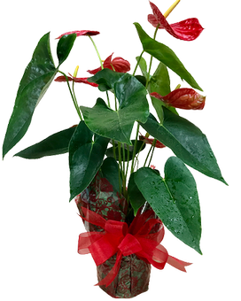 FJ Tropical Plant Flower Arrangement